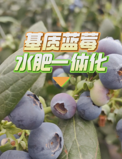 基质蓝莓水肥一体化系统，华维灌溉成套好用。