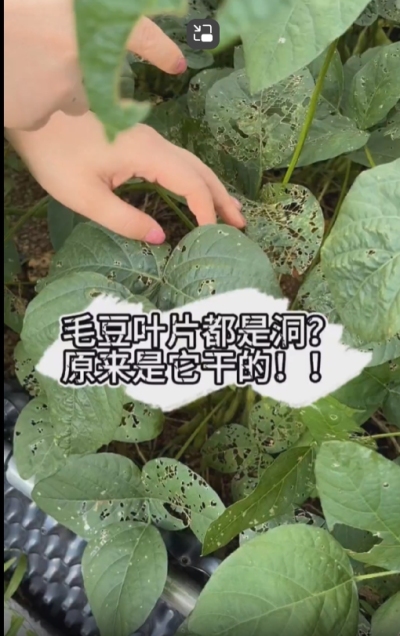 毛豆叶片都是洞，原来不是青虫吃的？