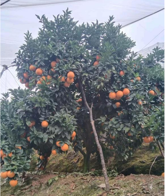 江西赣州寻乌的脐橙🍊、蜜橘🍊，咱家的赣南脐橙和寻乌蜜橘都是爸妈在自家果园防虫网棚