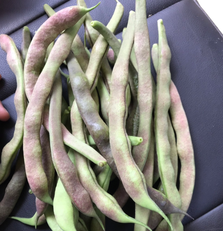 花皮菜豆 四季豆，自家基地直销，50亩 自家产地种植，