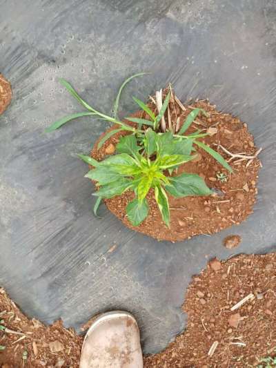 下雨过后的辣椒疾病