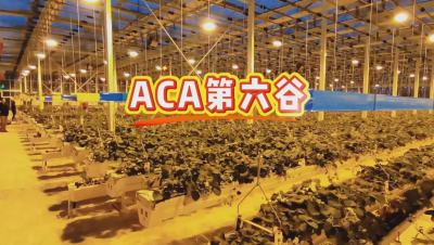 #ACA第六谷 模式，打造#ACA作物工厂，规划建园到栽培种植水肥管理一站式服务！#可控农业 #华维集团