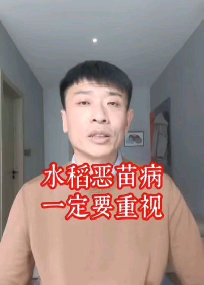 水稻恶苗病发生原因及预防！