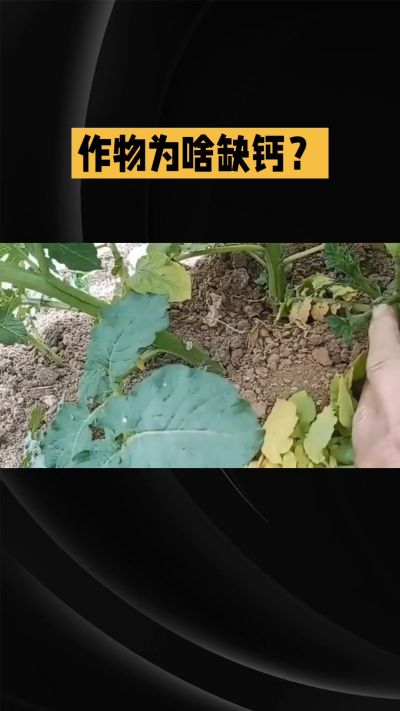 地里明明不缺钙，为啥农作物还会缺钙？