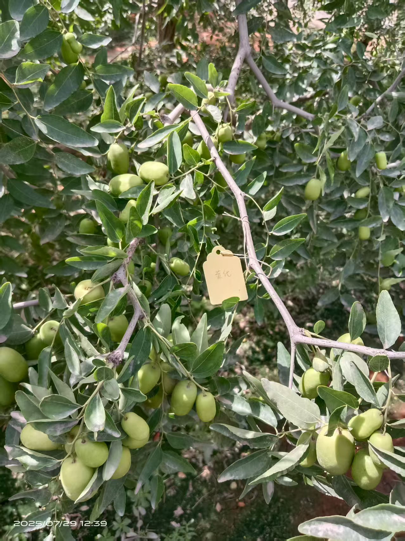 这是棵黄化树，艾乐根处理，100毫升，树盘开浅沟（10㎝），兑水35斤冲施，埋沟。现在产量很棒