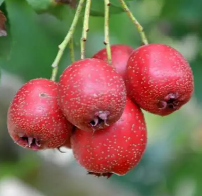 山楂
采购意向地：&nbsp;面向全国
送货地区：&nbsp;山东
其他要求：&nbsp;寻求靠谱货源，长期合