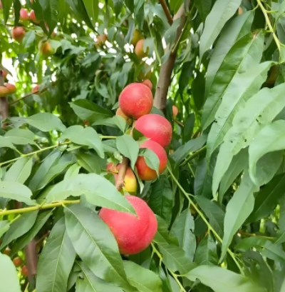 珍珠枣油桃5号珍珠枣油桃6号 珍珠系列陆续上市，产地有货