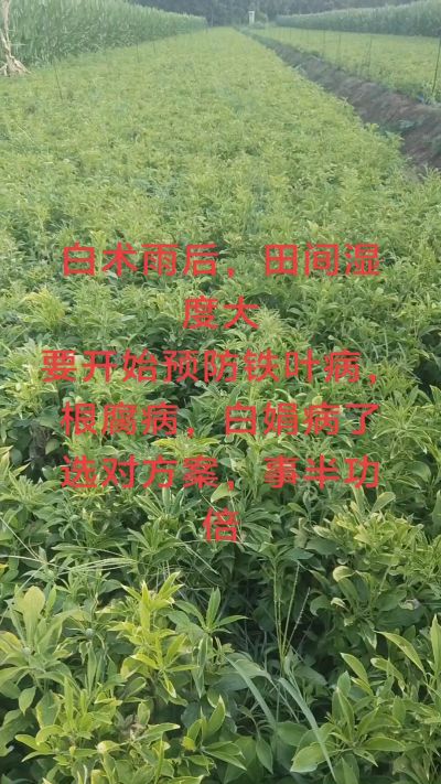 雨期过后白术病害要防治了
预防铁叶病，白娟病
现在也进入了膨大期
可以打膨大的
