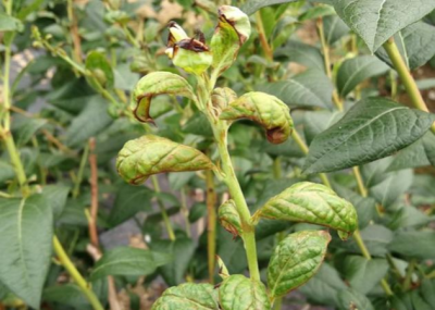 蓝莓蓟马微小难察，危害叶片嫩梢花果，需农物生化综合防治