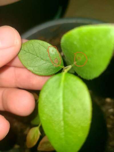 蓝莓叶斑病高温湿发，叶斑霉层致早落，农化生防结合控病保产