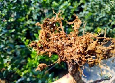 蓝莓根腐病镰刀菌致，根腐叶枯株萎，农化生防结合控病保产