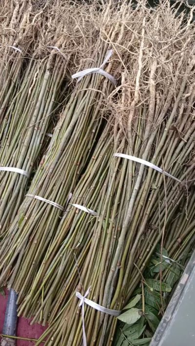 出售臭椿苗，药用连翘苗，科研五号优质种苗，2/5年苗，药用连翘树，挂果树，全国包邮到家！财富密码18534302961