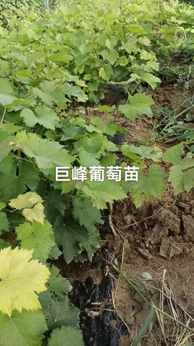 巨峰葡萄苗。一年扦插苗。需要联系。苗圃基地直销！需要联系18534302961