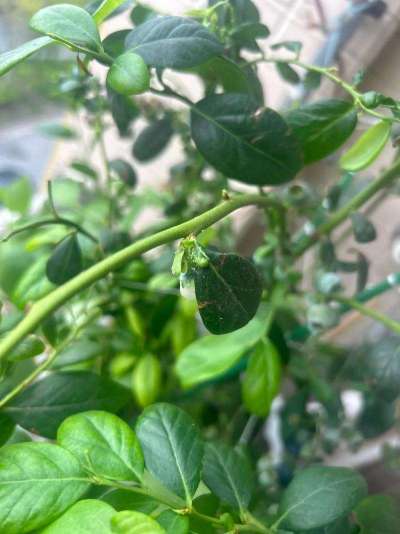 蓝莓白粉虱：从识别到防治的全指南