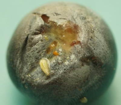 蓝莓果蝇危害大，综合防治要趁早，农物化生结合保蓝莓品质