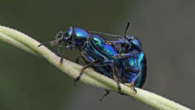 蓝莓甲虫属鞘翅目害虫，危害蓝莓各部位，需综合防治