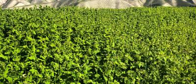 甘肃省兰州市永登县通远镇今年的荞麦价格3.5左右，大面积种植。