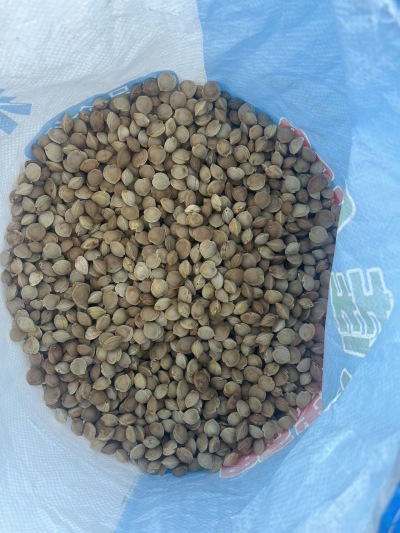 
**西北杏核&mdash;&mdash;来自大漠的自然馈赠**

在广袤的西北大地，阳光充足、昼夜温差