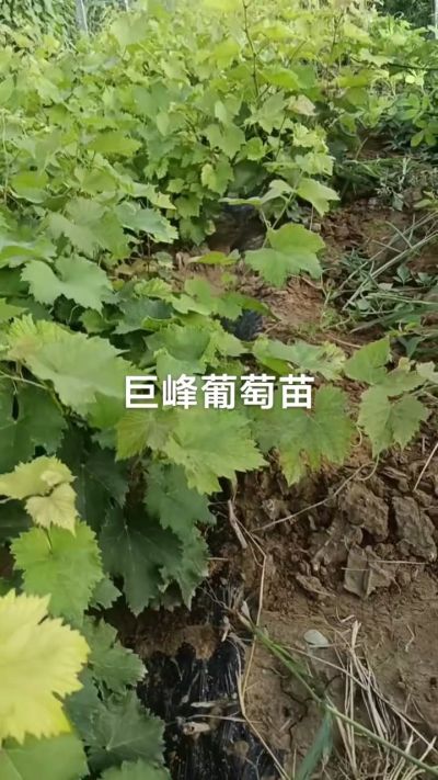 巨峰葡萄苗，优质种苗，一年扦插苗，需要联系18534302961