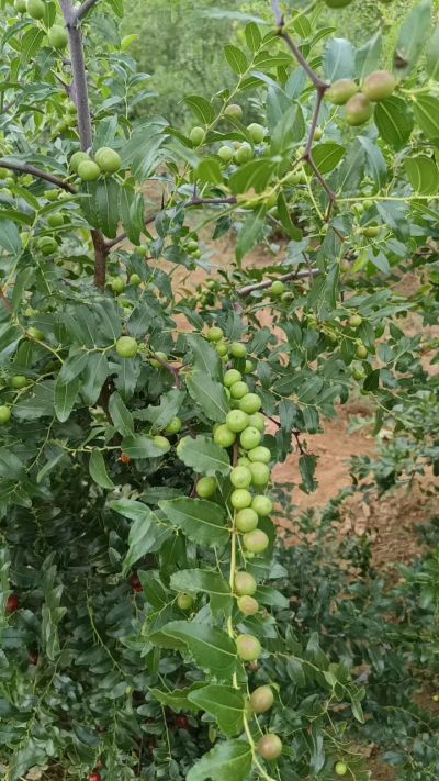 晋酸六号，药用酸枣高产苗。需要联系18534302961