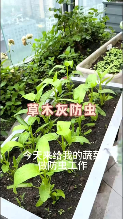 草木灰防虫，防根腐病