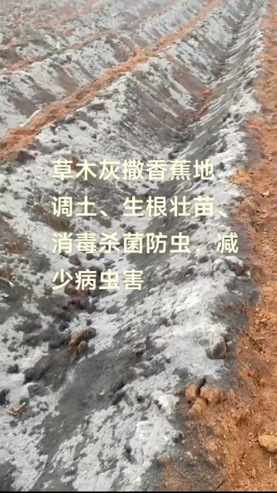 [太阳]纯植物草木灰源头厂家，草木灰广泛适用于各类农作物，是性价比很高的有机肥