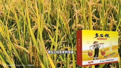 多石粮-谷物小分子有机酸，田间表现。
剑叶挺拔，灌浆饱，千粒重，上粮快。