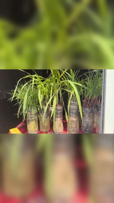 微生物菌剂，出厂前每克添加5亿微生物。最新实验生根育苗，保证不烧苗，促进毛细根增长，抑制病虫害，疏松土壤，保水保肥。近期需要用肥的老板提前联系，19331068337微信同步。