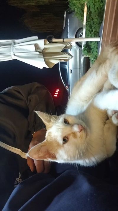 这是我在野外今年春天开始喂养的小猫🐈🐱🐱🐱🐱🐱🐱🐱🐱🐱🐱🐱很可爱