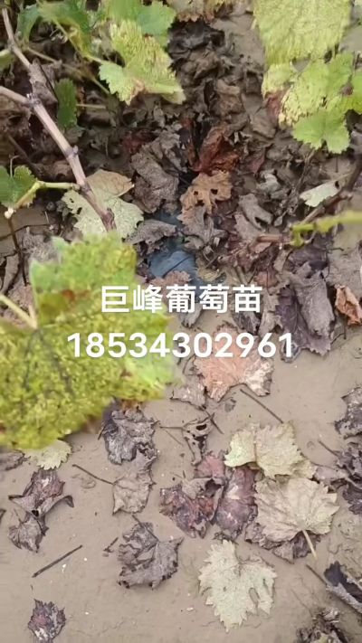 巨峰葡萄苗，一年扦插苗，苗圃基地直销！需要联系18534302961