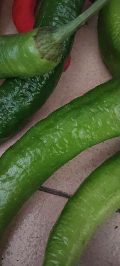 今年的辣椒又丰收了