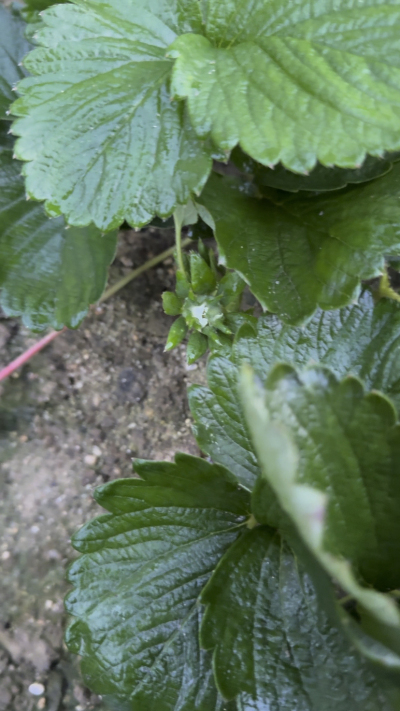 控不住就坏，控好了，比二冷冻快