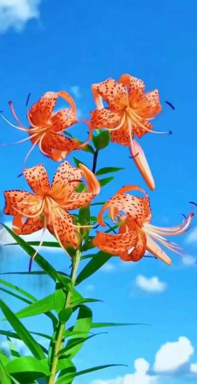 美丽的花散发幻清香，难己释怀。