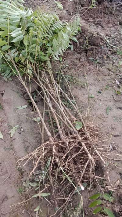 出售臭椿苗，巨峰葡萄苗。药用连翘苗，科研五号优质种苗，2/5年苗，药用连翘树，挂果树，全国包邮到家！财富密码18534302961