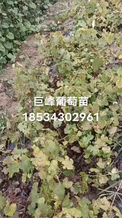 出售早熟巨峰葡萄苗。药用连翘苗，科研五号优质种苗，2/5年苗，药用连翘树，挂果树，全国包邮到家！财富密码18534302961