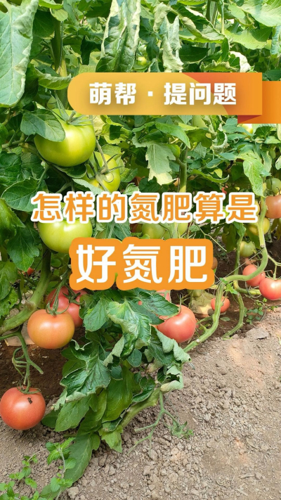 怎样的氮肥算是好氮肥