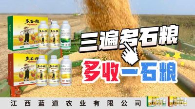 冬季种植，油菜，小麦，草莓等作物的，出现了除草剂药害，黄叶，僵苗，苗不长等问题，马上用多石粮，确保5天见到效果。