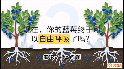 第3节：别把树&ldquo;憋死&rdquo;&mdash;&mdash;正确的定植与换盆手法,   课程：《蓝莓&ldquo;高产&rdquo;实战课：从选苗到丰收的10个关键点》