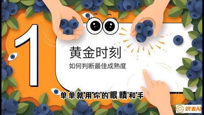 第10节：完美的&ldquo;果粉&rdquo;&mdash;&mdash;采摘时机与保鲜， 课程：《蓝莓&ldquo;高产&rdquo;实战课：从选苗到丰收的10个关键点》