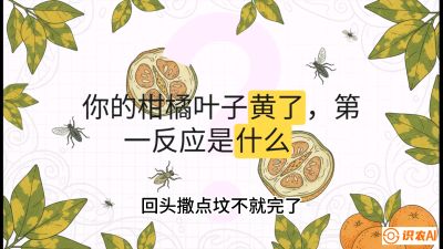 第一节：保命生死线&mdash;&mdash;黄龙病与木虱，课程：《柑橘十大病虫害：从入门到精通》