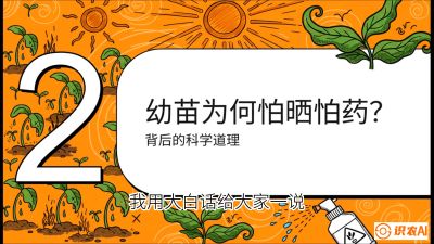 第02节：幼树管理&mdash;&mdash;&ldquo;防晒又防草，树势起得早&rdquo;，课程：《槟榔种植：从不懂到精通的10堂必修课》