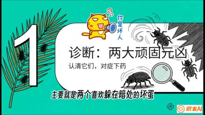 第06节：顽固虫害防治&mdash;&mdash;&ldquo;钻心虫与红蜘蛛，打准时间才服输&rdquo;《槟榔种植：从不懂到精通的10堂必修课》