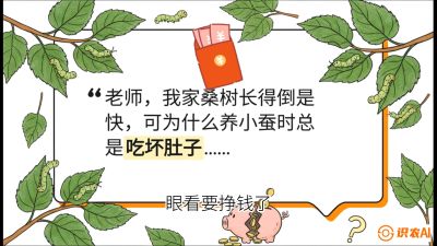 第01节：不仅仅是树&mdash;&mdash;顶级品种选配策略，课程：《桑海淘金：桑树高产与蚕桑安全进阶实战课》