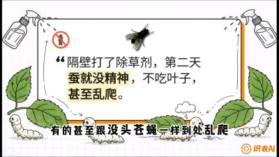 第05节：养蚕人的&ldquo;排雷战&rdquo;&mdash;&mdash;除草剂的生死禁忌，课程：《桑海淘金：桑树高产与蚕桑安全进阶实战课》