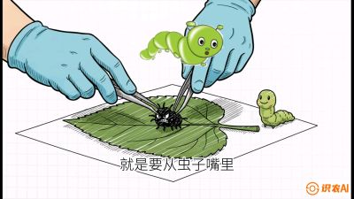 第07节：虫口夺叶（下）&mdash;&mdash;不得不打药时的&ldquo;解毒术&rdquo;，课程：《桑海淘金：桑树高产与蚕桑安全进阶实战课》