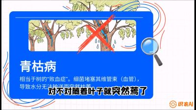 第08节：看不见的杀手&mdash;&mdash;青枯病与萎缩病，课程：《桑海淘金：桑树高产与蚕桑安全进阶实战课》