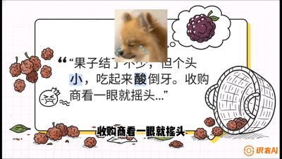 第10节：甜蜜的科学&mdash;&mdash;膨大、增甜与转色，课程：《桑海淘金：桑树高产与蚕桑安全进阶实战课》