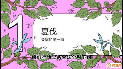 第11节：叶果双收&mdash;&mdash;特殊的夏伐与冬伐，课程：《桑海淘金：桑树高产与蚕桑安全进阶实战课》