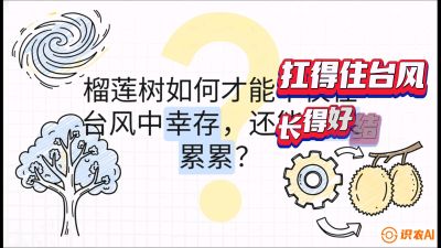 第四节：中国榴莲突围战：为生存重塑权型，抗台风矮化栽培与力学牵引，课程：《国产榴莲突围战：从泰国经验到中国实操的8堂必修课（高阶实战版）》