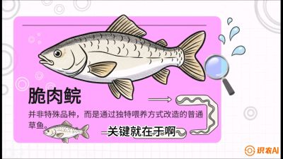 第六节：【老品升级&middot;脆肉鲩】如何让草鱼身价翻倍？，课程：《黄金鳞甲：2025中国淡水鱼高效养殖实战营》